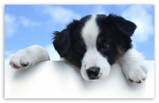 Puppy UltraHD Wallpaper for Widescreen 16:10 ;