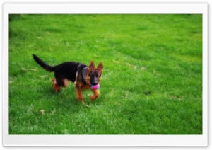 Puppy at Play Ultra HD Wallpaper for 4K UHD Widescreen desktop, tablet & smartphone