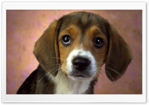 Puppy Eyes Beagle Ultra HD Wallpaper for 4K UHD Widescreen desktop, tablet & smartphone