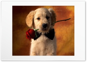 Puppy Love Ultra HD Wallpaper for 4K UHD Widescreen desktop, tablet & smartphone