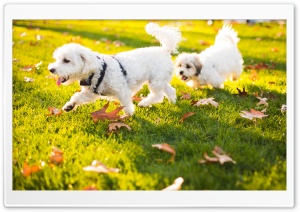 Puppy Playdate Ultra HD Wallpaper for 4K UHD Widescreen desktop, tablet & smartphone