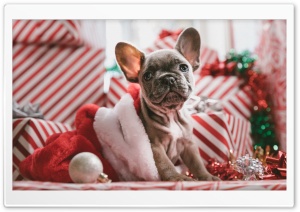 Puppy Present Christmas Ultra HD Wallpaper for 4K UHD Widescreen desktop, tablet & smartphone