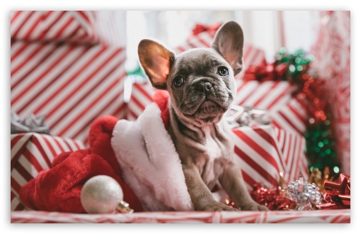 74271 Beagle HD Dog Pet Christmas Santa Hat  Rare Gallery HD Wallpapers