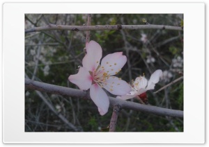 Pure Almond Blossom 4K UHD Wallpaper for Widescreen and UltraWide Desktop, UltraHD TV, Smartphone, Tablet