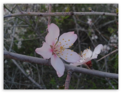 Pure Almond Blossom UltraHD Wallpaper for Fullscreen 4:3 ;
