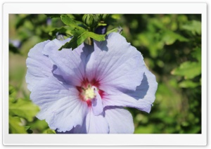 Purple 4 Ultra HD Wallpaper for 4K UHD Widescreen desktop, tablet & smartphone