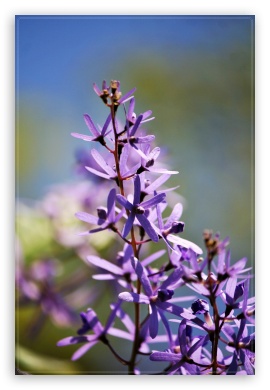 purple UltraHD Wallpaper for Mobile 3:2 - DVGA HVGA HQVGA ( Apple PowerBook G4 iPhone 4 3G 3GS iPod Touch ) ;