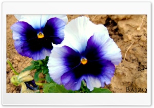 Purple 4K UHD Wallpaper for Widescreen and UltraWide Desktop, UltraHD TV, Smartphone, Tablet