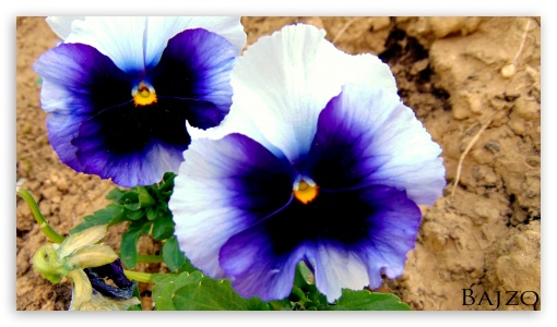 Purple UltraHD Wallpaper for UHD 16:9 ; HD 16:9 ;