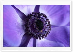 Purple Ultra HD Wallpaper for 4K UHD Widescreen desktop, tablet & smartphone