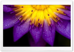 Purple And Yellow Petals Ultra HD Wallpaper for 4K UHD Widescreen desktop, tablet & smartphone