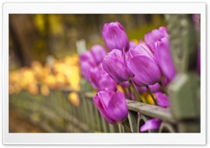 Purple And Yellow Tulips Ultra HD Wallpaper for 4K UHD Widescreen desktop, tablet & smartphone