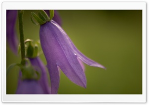 Purple Bell Flower Ultra HD Wallpaper for 4K UHD Widescreen desktop, tablet & smartphone