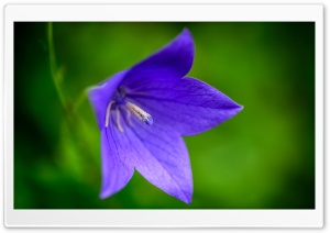 Purple Bellflower Macro Ultra HD Wallpaper for 4K UHD Widescreen desktop, tablet & smartphone
