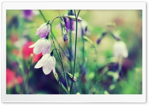 Purple Bells (Flowers) Ultra HD Wallpaper for 4K UHD Widescreen desktop, tablet & smartphone