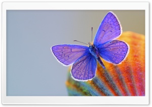 Purple Butterfly Ultra HD Wallpaper for 4K UHD Widescreen desktop, tablet & smartphone