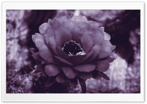 Purple Cactus Blossom Ultra HD Wallpaper for 4K UHD Widescreen desktop, tablet & smartphone