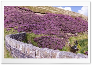 Purple Calluna Vulgaris Flowers, Slope, Moor, Nature Ultra HD Wallpaper for 4K UHD Widescreen desktop, tablet & smartphone