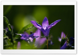 Purple Campanula Bellflower Perennial Ultra HD Wallpaper for 4K UHD Widescreen desktop, tablet & smartphone