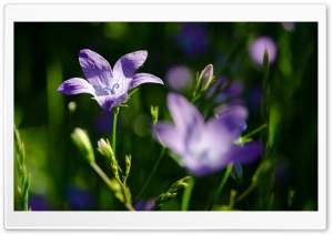 Purple Campanula Flower Macro Ultra HD Wallpaper for 4K UHD Widescreen desktop, tablet & smartphone