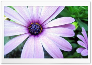 Purple Cape Daisy Ultra HD Wallpaper for 4K UHD Widescreen desktop, tablet & smartphone