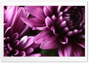Purple Chrysanthemum Ultra HD Wallpaper for 4K UHD Widescreen desktop, tablet & smartphone