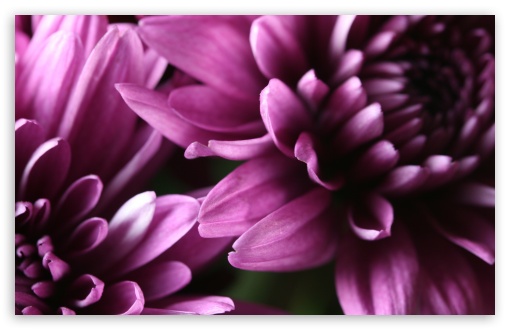 Purple Chrysanthemum UltraHD Wallpaper for HD 16:9 ; Widescreen 16:10 5:3 ; Fullscreen 4:3 5:4 3:2 ;