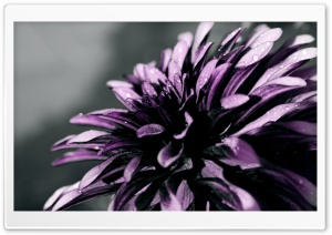 Purple Chrysanthemum Macro Ultra HD Wallpaper for 4K UHD Widescreen desktop, tablet & smartphone