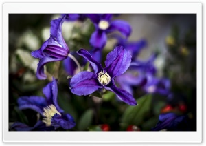 Purple Clematis Flowers Ultra HD Wallpaper for 4K UHD Widescreen desktop, tablet & smartphone