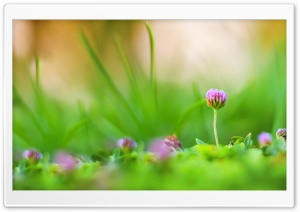 Purple Clover Flowers Macro Ultra HD Wallpaper for 4K UHD Widescreen desktop, tablet & smartphone