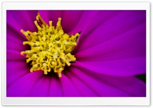 Purple  Cosmos Flower Macro Ultra HD Wallpaper for 4K UHD Widescreen desktop, tablet & smartphone