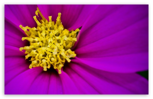 Purple  Cosmos Flower Macro UltraHD Wallpaper for HD 16:9 ; UltraWide 21:9 24:10 ; Widescreen 16:10 5:3 ; Fullscreen 4:3 5:4 3:2 ; Tablet 1:1 ; Mobile 9:16 2:3 3:5 3:4 ;