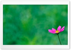 Purple Cosmos Flower On A Green Background Ultra HD Wallpaper for 4K UHD Widescreen desktop, tablet & smartphone