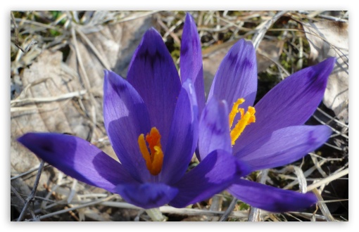 Purple Crocus UltraHD Wallpaper for HD 16:9 ; Widescreen 16:10 5:3 ; Fullscreen 4:3 5:4 3:2 ;