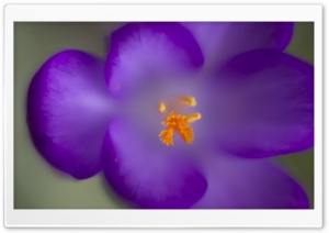 Purple Crocus Ultra HD Wallpaper for 4K UHD Widescreen desktop, tablet & smartphone