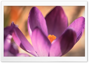 Purple Crocus Close Up Ultra HD Wallpaper for 4K UHD Widescreen desktop, tablet & smartphone