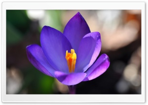 Purple Crocus Flower Closeup Ultra HD Wallpaper for 4K UHD Widescreen desktop, tablet & smartphone