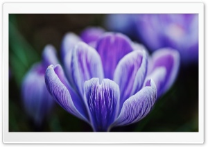 Purple Crocus Flower, Macro, Spring Ultra HD Wallpaper for 4K UHD Widescreen desktop, tablet & smartphone