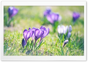 Purple Crocuses Ultra HD Wallpaper for 4K UHD Widescreen desktop, tablet & smartphone