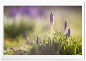 Purple Crocuses Flowers, Spring Ultra HD Wallpaper for 4K UHD Widescreen desktop, tablet & smartphone