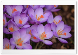 Purple Crocuses Macro Ultra HD Wallpaper for 4K UHD Widescreen desktop, tablet & smartphone