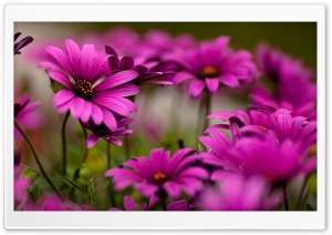 Purple Daisies Ultra HD Wallpaper for 4K UHD Widescreen desktop, tablet & smartphone