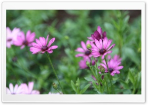 Purple Daisies Ultra HD Wallpaper for 4K UHD Widescreen desktop, tablet & smartphone