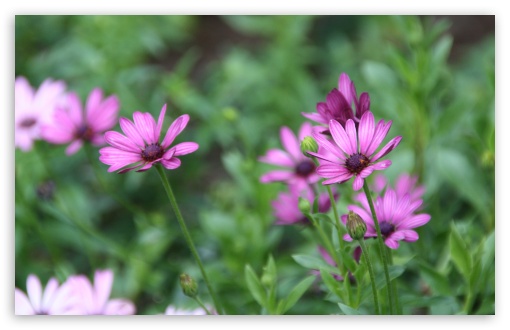 Purple Daisies UltraHD Wallpaper for UHD 16:9 2160p 1440p 1080p 900p 720p ; 8K UHD TV 16:9 Ultra High Definition 2160p 1440p 1080p 900p 720p ; Widescreen 16:10 5:3 WHXGA WQXGA WUXGA WXGA WGA ; Fullscreen 4:3 5:4 3:2 UXGA XGA SVGA QSXGA SXGA DVGA HVGA HQVGA ( Apple PowerBook G4 iPhone 4 3G 3GS iPod Touch ) ; Tablet 1:1 ; Mobile 3:5 3:4 - ;