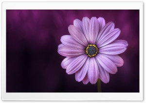Purple Daisy Flower Ultra HD Wallpaper for 4K UHD Widescreen desktop, tablet & smartphone