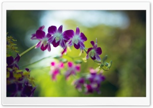 Purple Dendrobium Orchids Flowers Outdoors Ultra HD Wallpaper for 4K UHD Widescreen desktop, tablet & smartphone