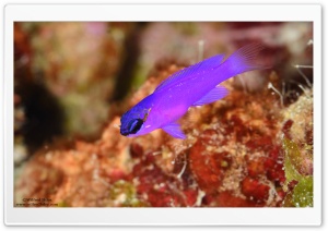 Purple Fish Ultra HD Wallpaper for 4K UHD Widescreen desktop, tablet & smartphone