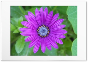 purple flower 4K UHD Wallpaper for Widescreen and UltraWide Desktop, UltraHD TV, Smartphone, Tablet