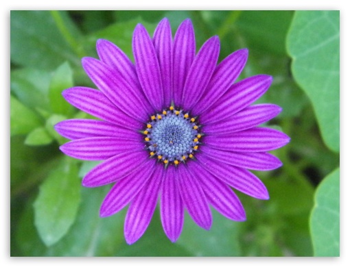purple flower UltraHD Wallpaper for Fullscreen 4:3 ;