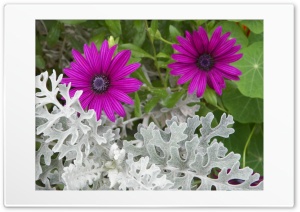 purple flower Ultra HD Wallpaper for 4K UHD Widescreen desktop, tablet & smartphone